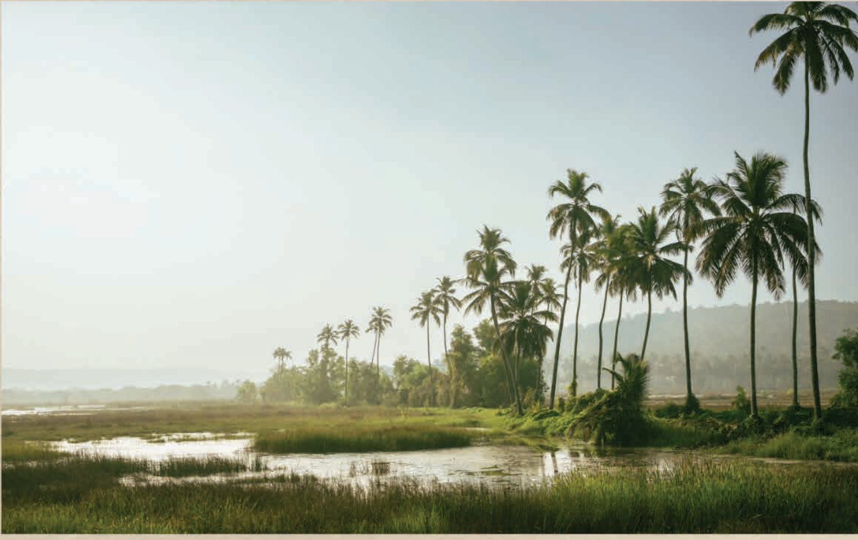 Morii, Salvador do Mundo — lush paddy fields and palms beside reflective water